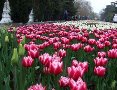 Прикрепленное изображение: A020.jpg